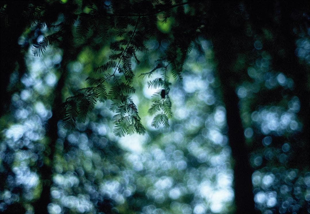 minolta XE ＋ MC ROKKOR PF 58mm f/1.4