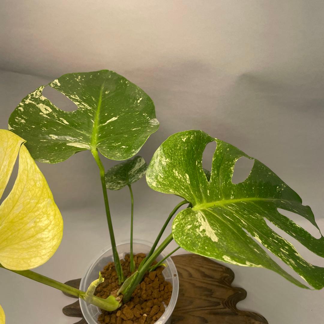 ま*認様 a105ホワイトモンスター 天津蘭 モンステラ斑入り