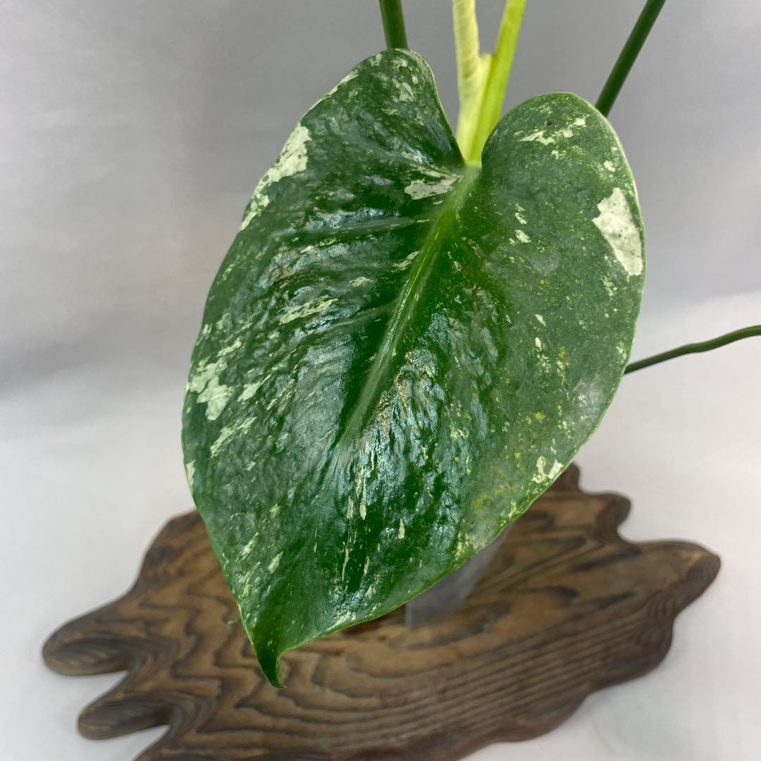 ま*認様 a105ホワイトモンスター 天津蘭 モンステラ斑入り