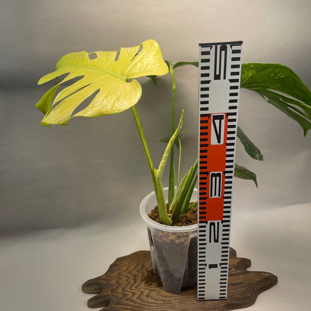 ま*認様 a105ホワイトモンスター 天津蘭 モンステラ斑入り