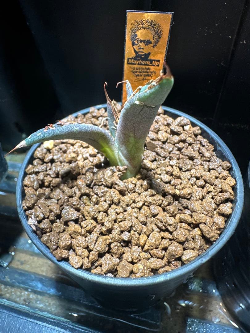 HP034 炎舞 検 麒麟 冰雹 麻花龍 台湾ゴジラ 選抜 実生 オテロイ