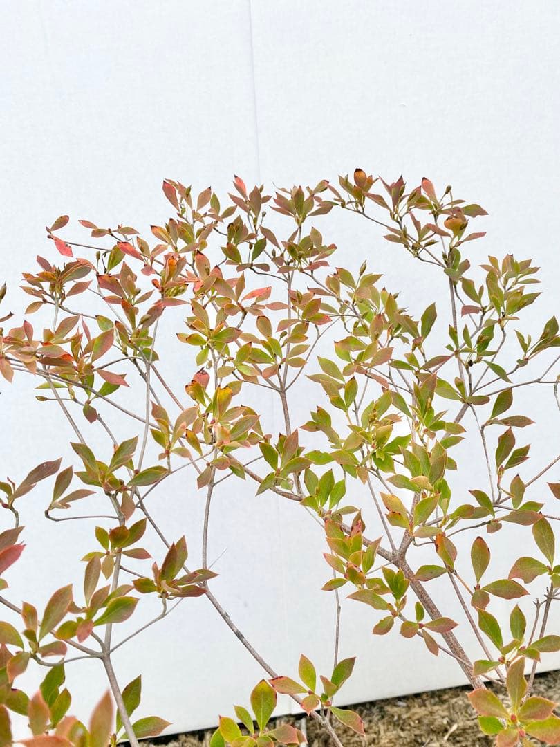 山採りドウダンツツジ　白花/817