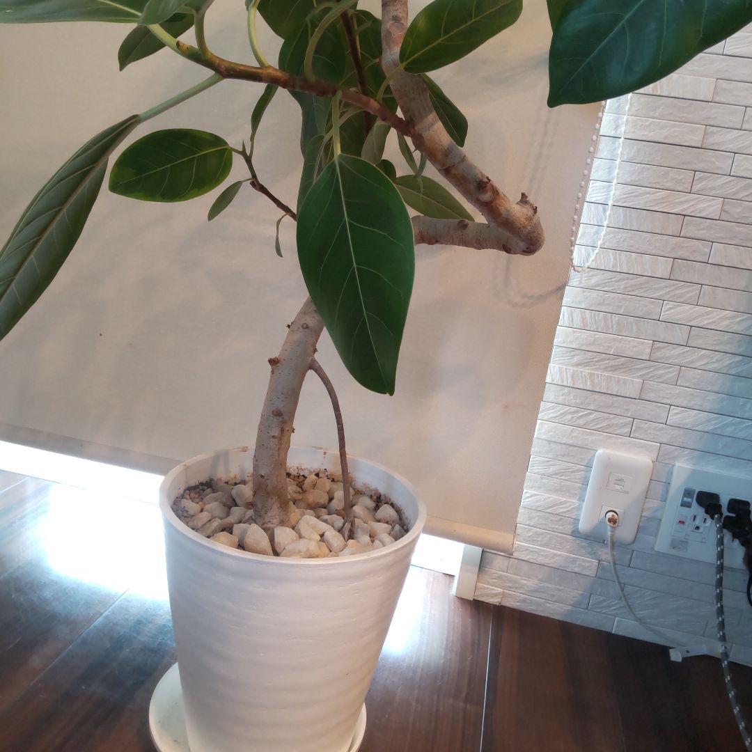 フィカス セアラート鉢付き