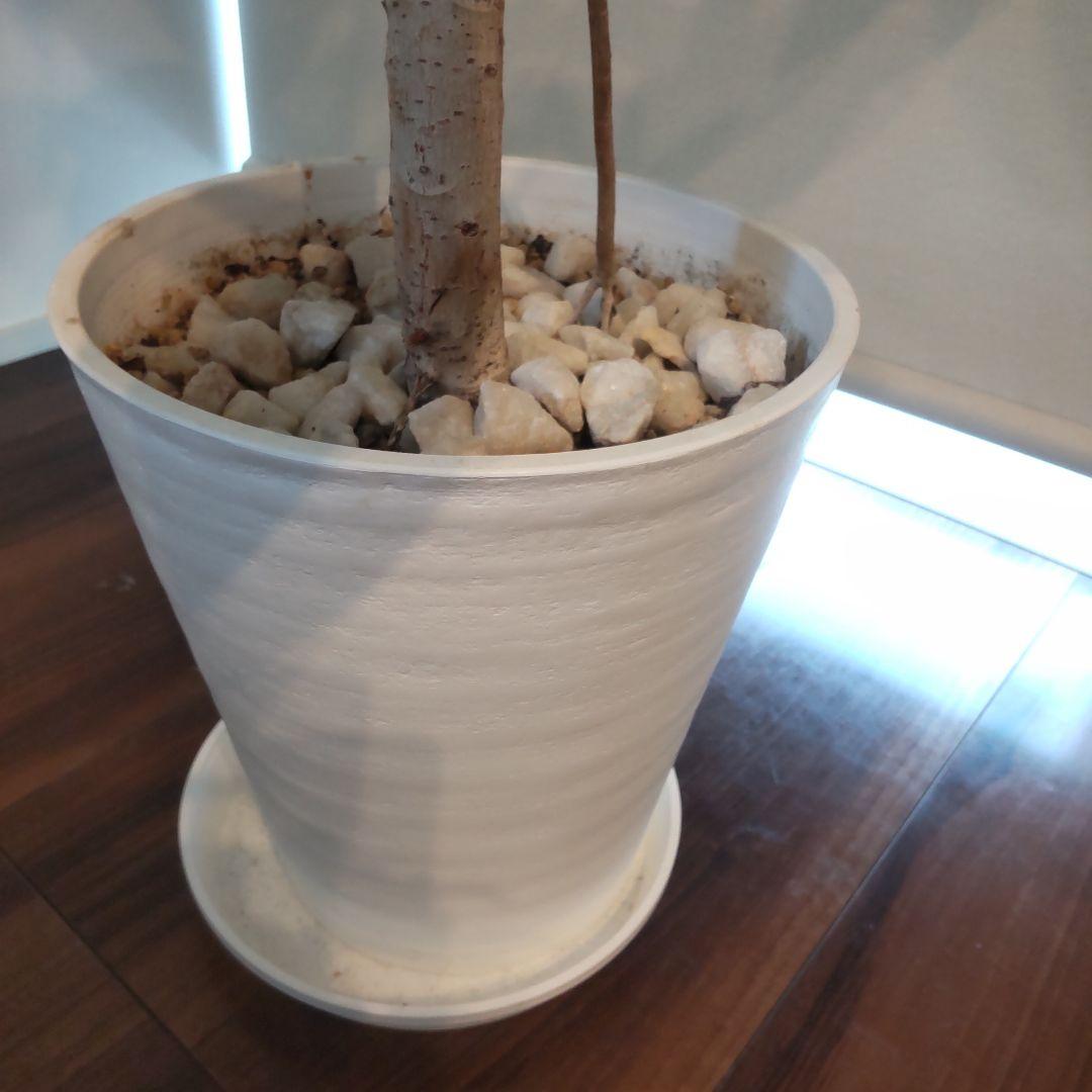 フィカス セアラート鉢付き