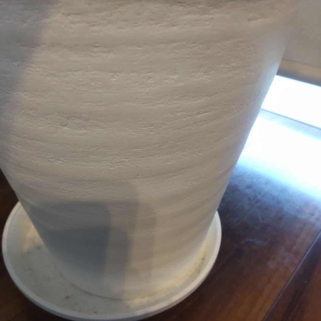 フィカス セアラート鉢付き