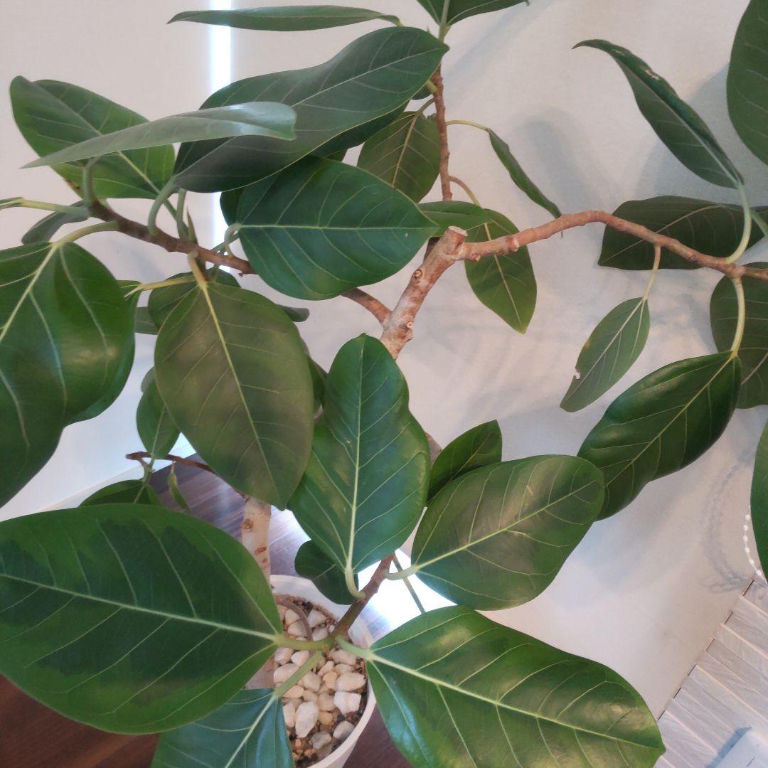 フィカス セアラート鉢付き