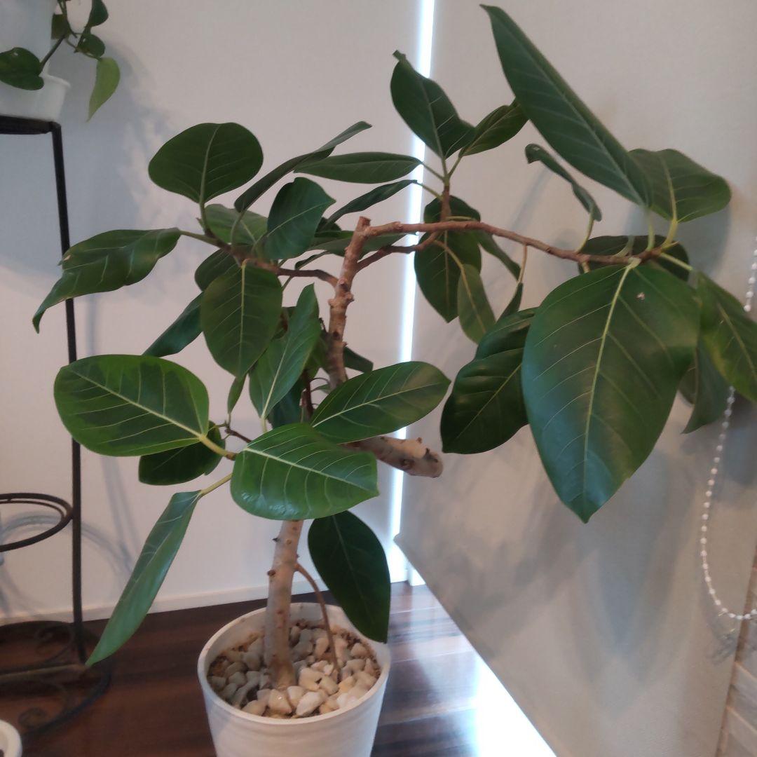 フィカス セアラート鉢付き