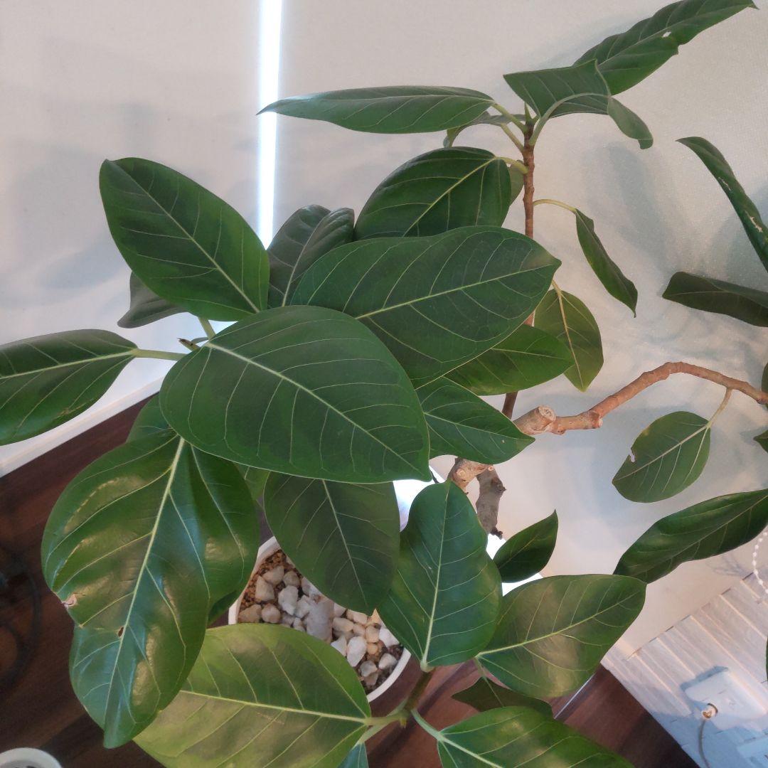 フィカス セアラート鉢付き