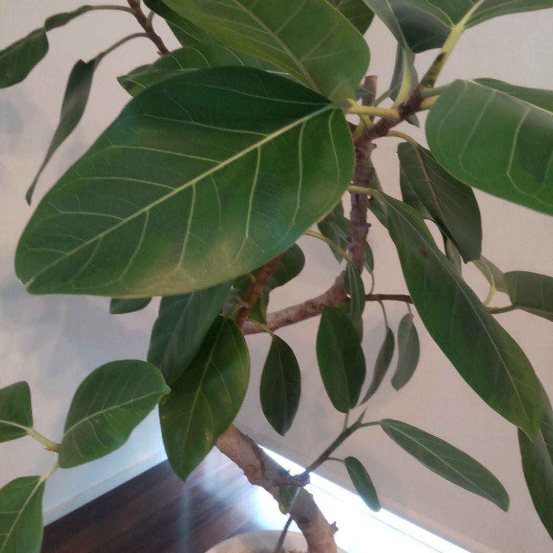 フィカス セアラート鉢付き