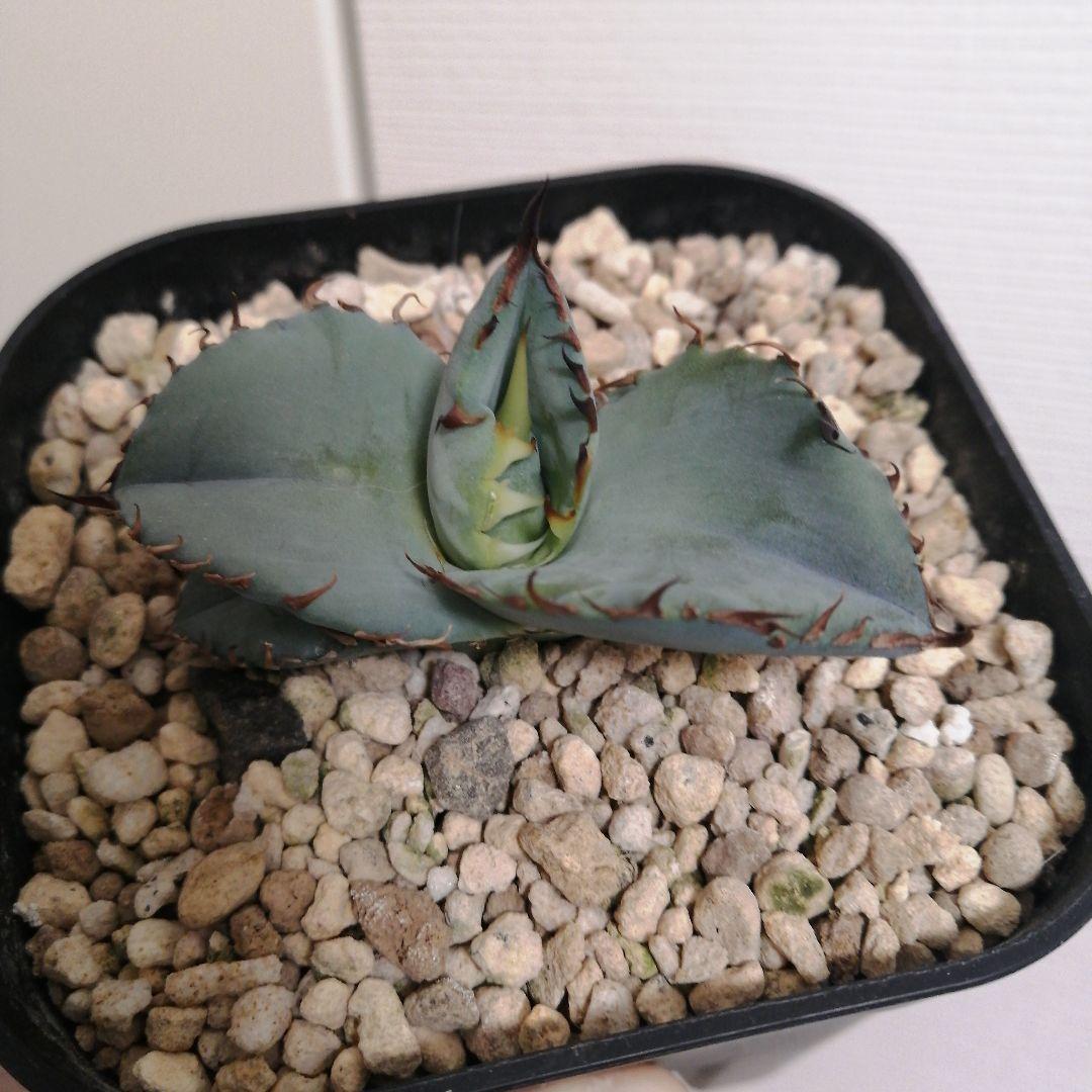 【コッペパンさん専用】アガベチタノタ　ビースト