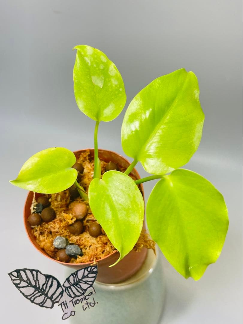 トシ　Lemon Lime ＊Mint Siam