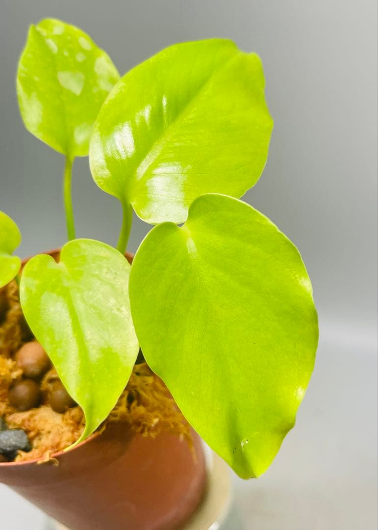 トシ　Lemon Lime ＊Mint Siam