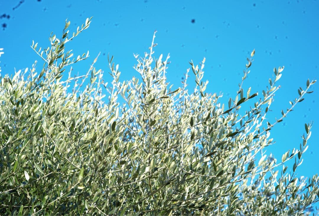 T*a様 Leica M9 本体 ライカ レンジファインダーカメラ ブラック 動