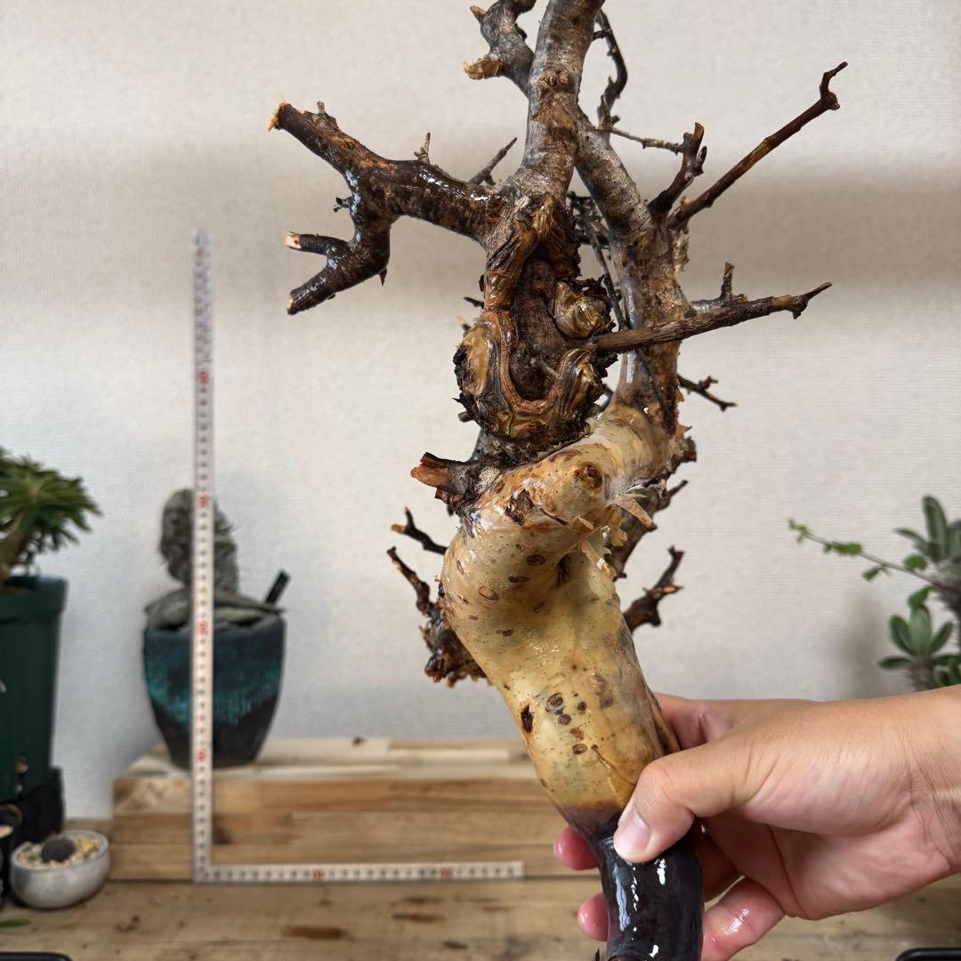 K95 コミフォラ ピュア カタフ ソマリア 現地株 新着 下処理済み