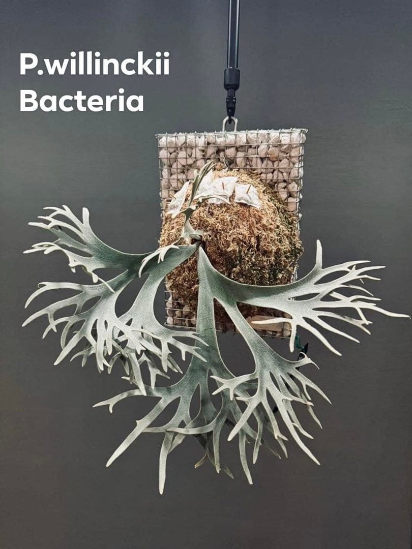 m*a様 【人気ドワーフ4種12株セット②】P.willinckii系 ビカクシ