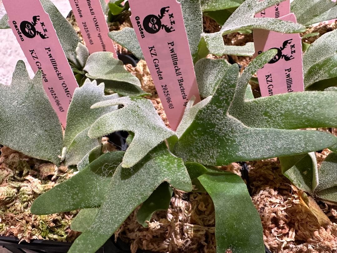 m*a様 【人気ドワーフ4種12株セット②】P.willinckii系 ビカクシ