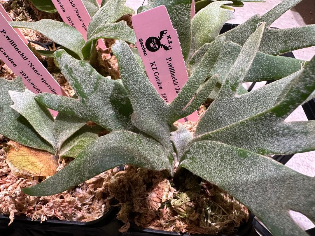 m*a様 【人気ドワーフ4種12株セット②】P.willinckii系 ビカクシ