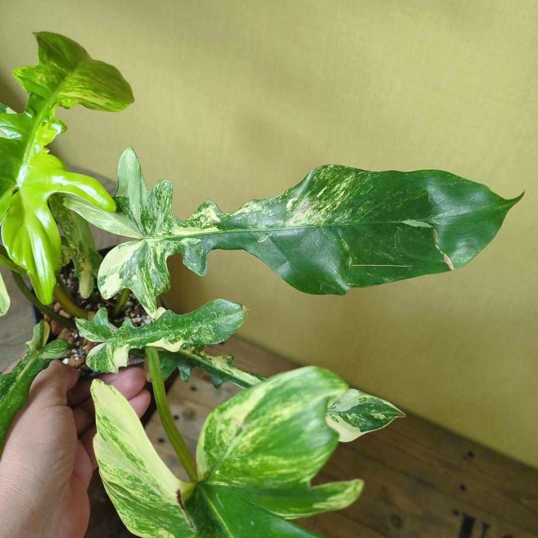 Philodendron Florida Beauty x mayoi ナロー