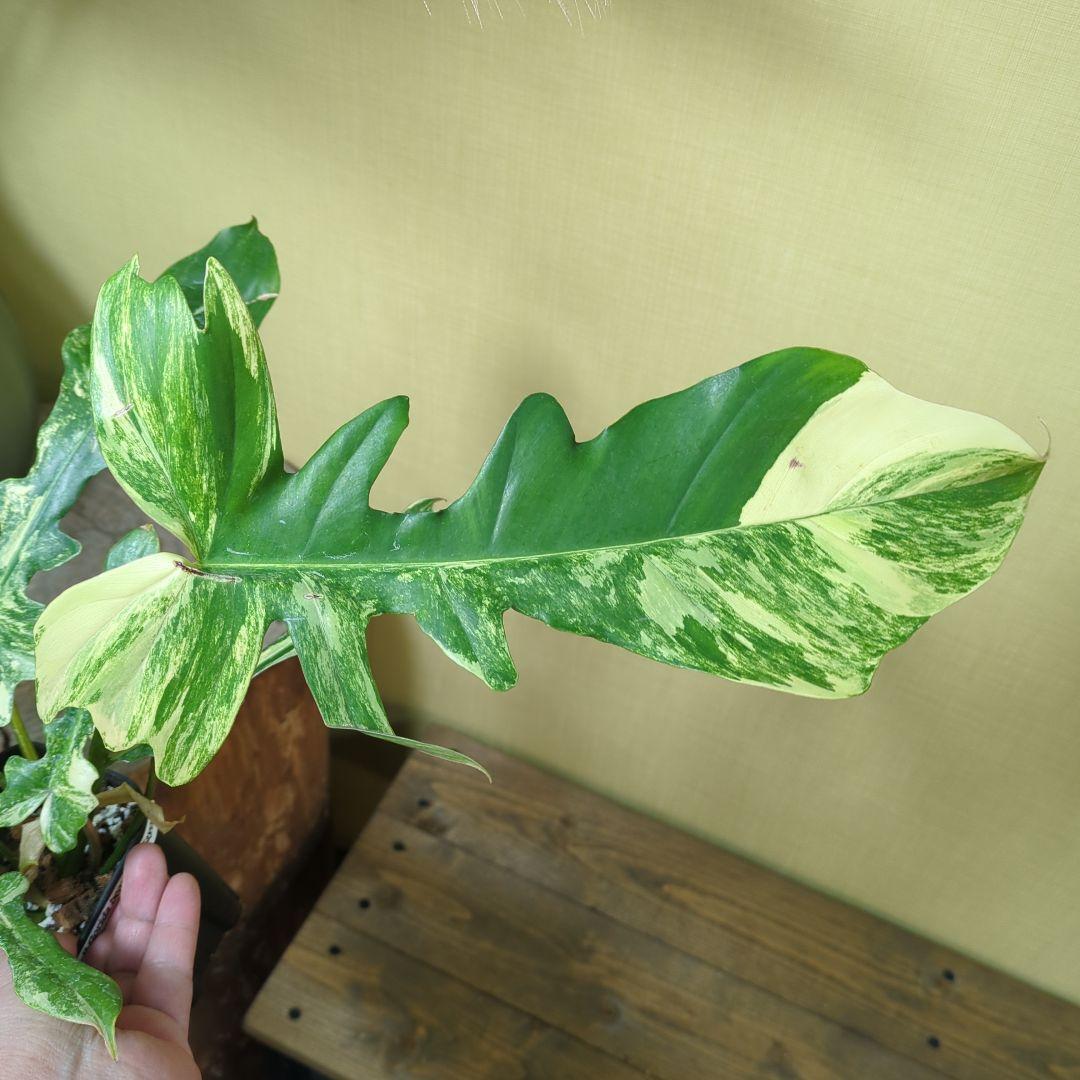Philodendron Florida Beauty x mayoi ナロー
