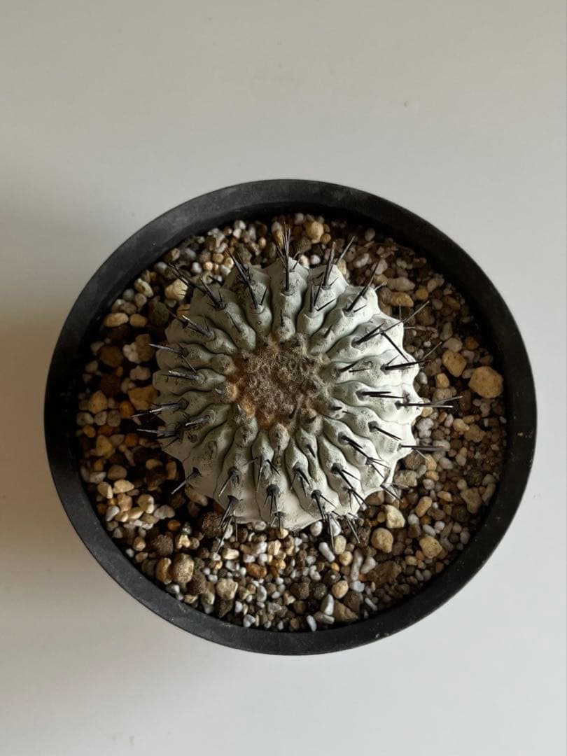 黒王丸　現地球　コピアポア　発根済 Copiapoa