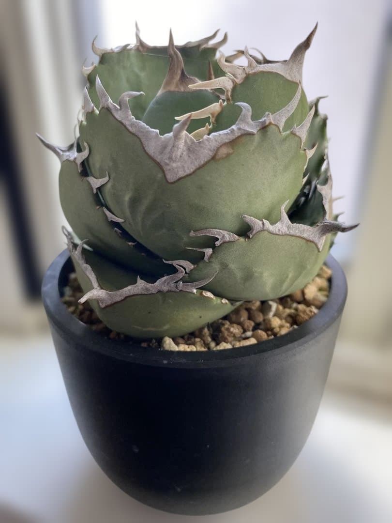 アガベ　ジャガーノート✖︎ＦO-076 ハイブリッド　まん丸