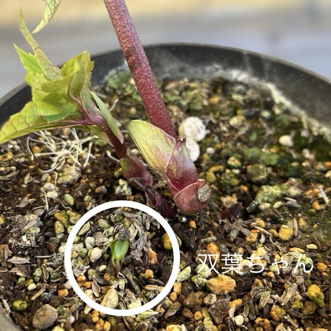 まい様ご購入品　認定ソレイユ　広瀬園芸　クリスマスローズ