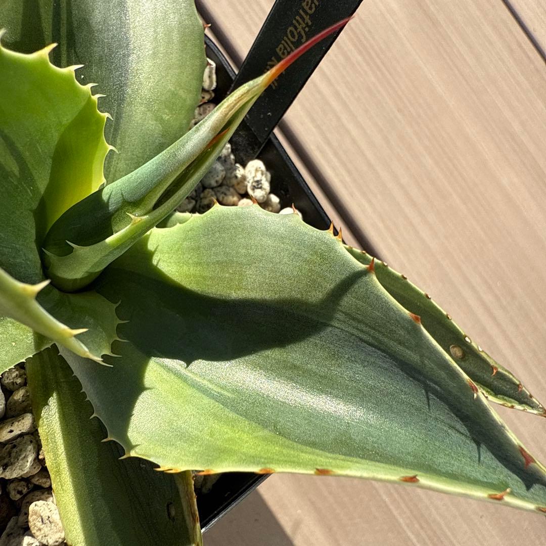 よ*ん様 アガベ　オバティフォリア　キラー