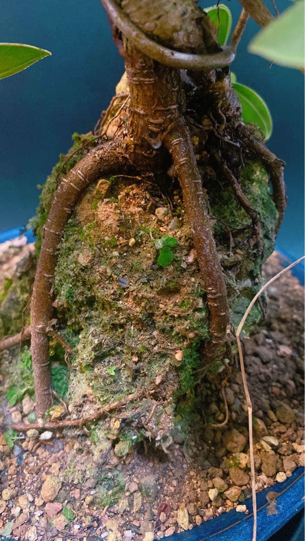 激レア！ガジュマル 石抱き　盆栽 奄美大島産 ①