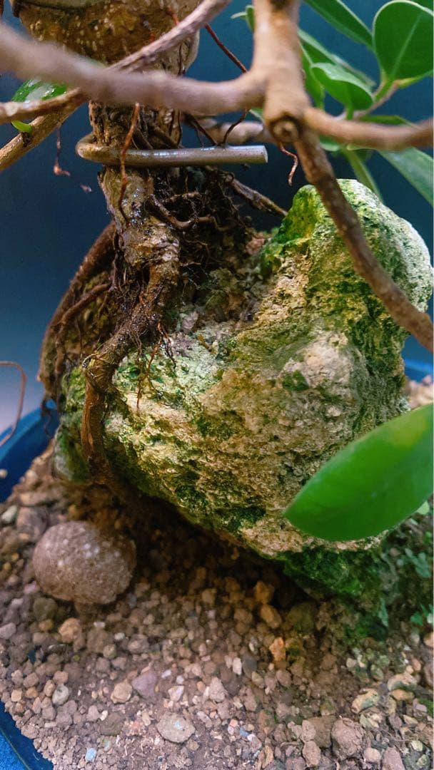 激レア！ガジュマル 石抱き　盆栽 奄美大島産 ①