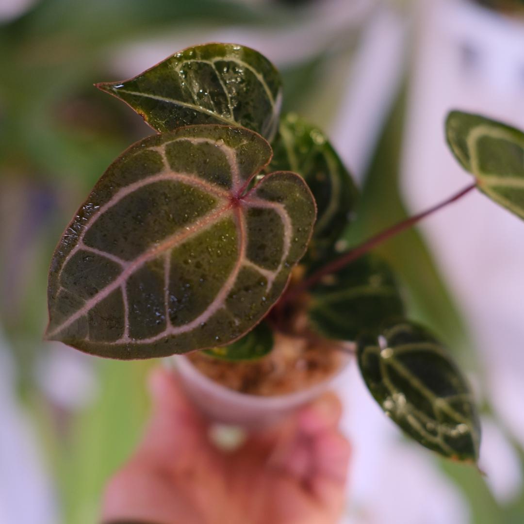 A. SKG Pink Lemonade × A. Zara Michelle