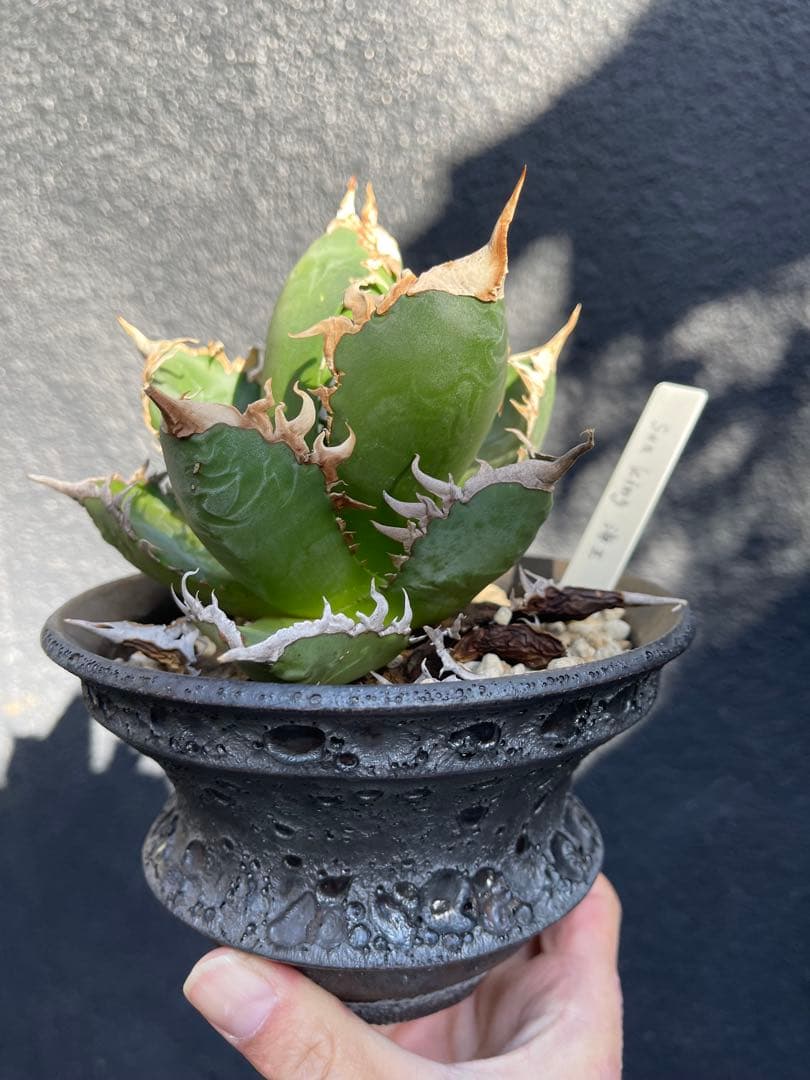 アガベ　海王　作家鉢のまま　カタチ製作所