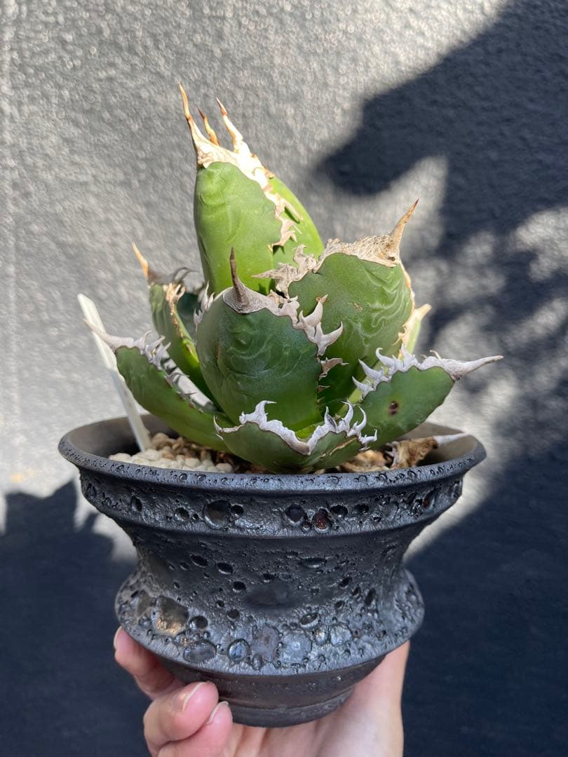 アガベ　海王　作家鉢のまま　カタチ製作所