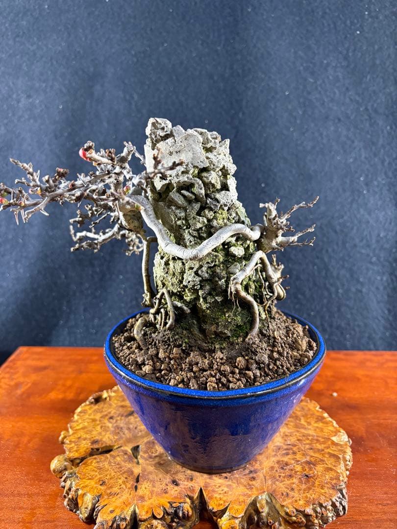 小品盆栽、長寿梅、石付け 目立った傷や汚れなし