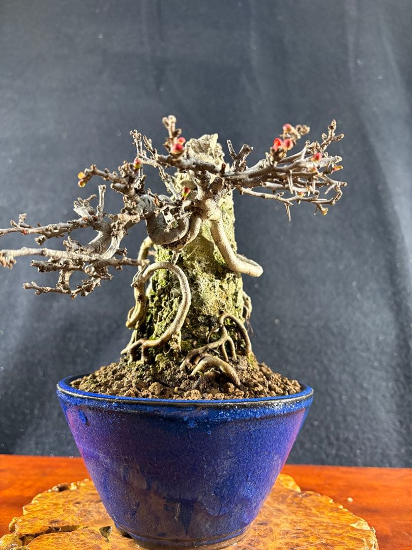 小品盆栽、長寿梅、石付け 目立った傷や汚れなし
