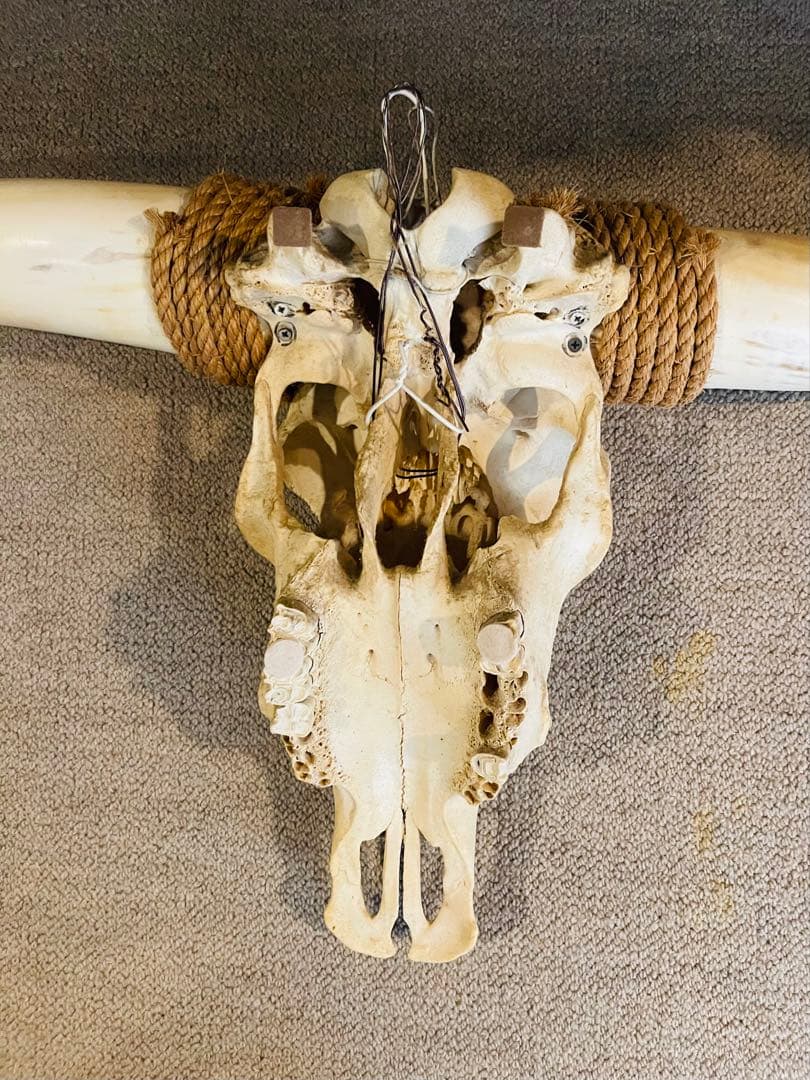 【超希少】テキサス　ロングホーンスカル　頭蓋骨