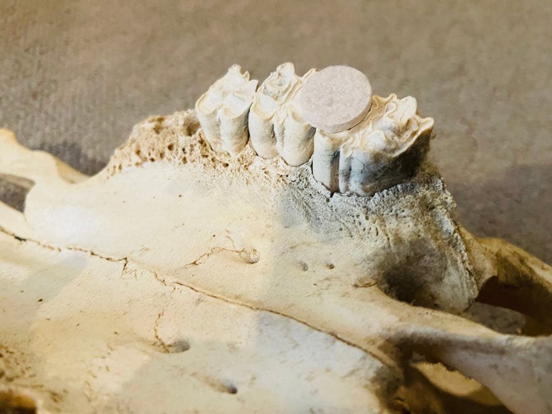 【超希少】テキサス　ロングホーンスカル　頭蓋骨