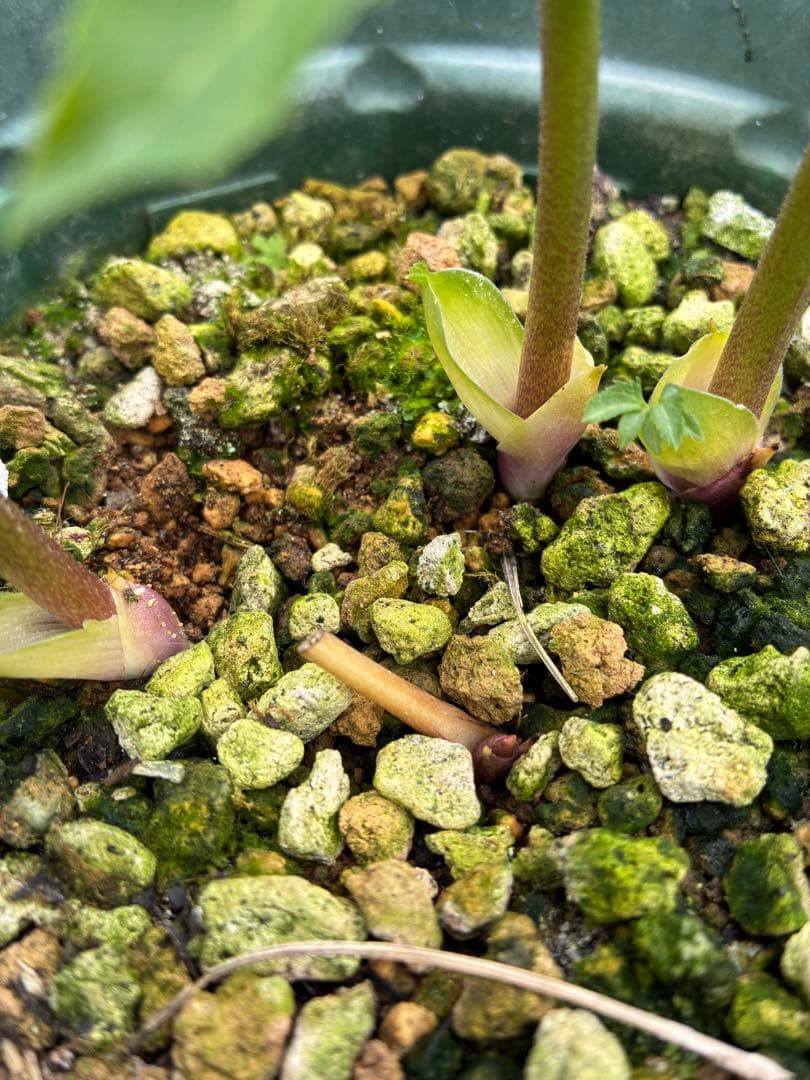 クリスマスローズ　小輪グリーンオーレア　微スポット　６寸