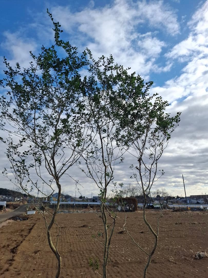 ツゲ　柘植　山採り　株立ち　　　－アオダモ、アオハダ、カエデ、もみじー