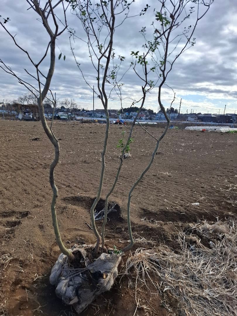 ツゲ　柘植　山採り　株立ち　　　－アオダモ、アオハダ、カエデ、もみじー