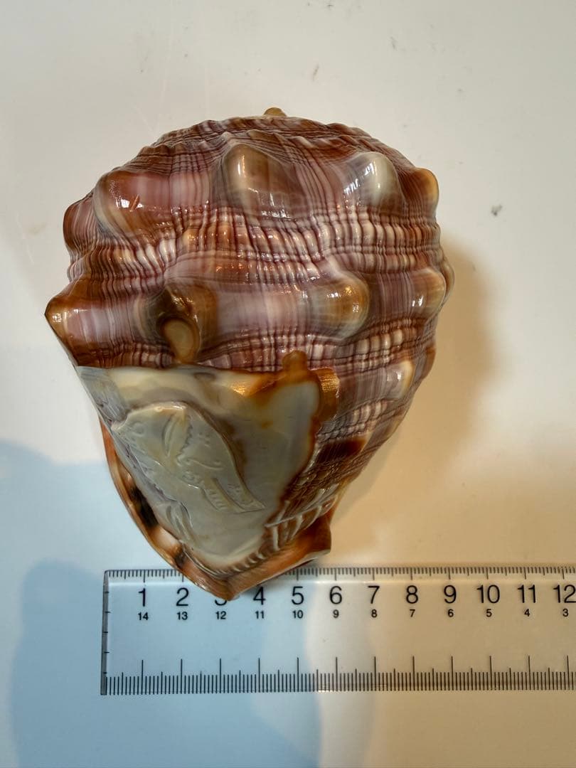 シェル カメオ インテリア 置物 ディスプレイ ②