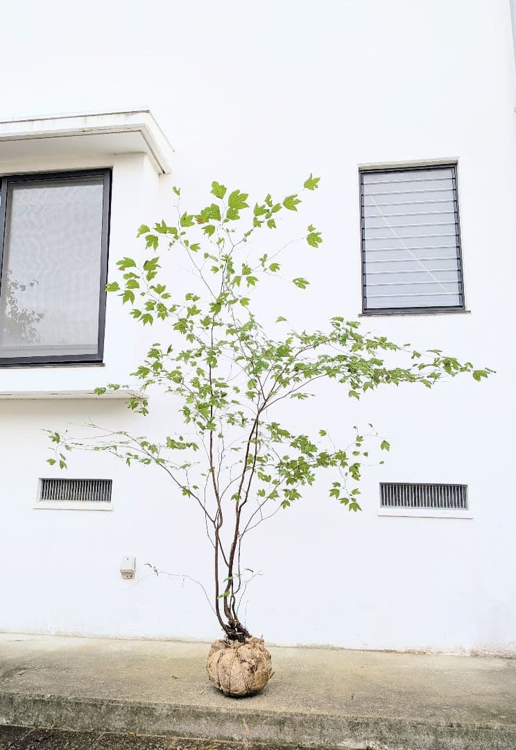 連休特価！特大の山採りシロモジ。