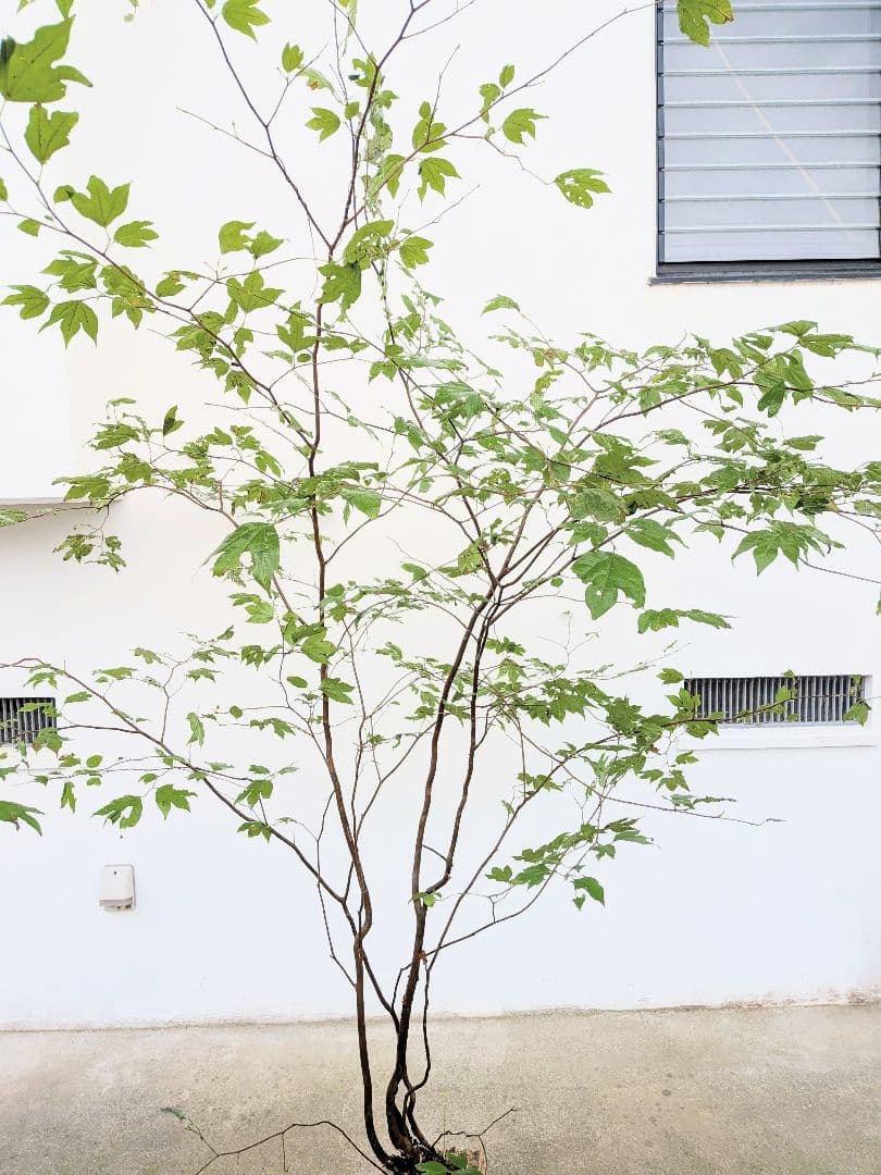 連休特価！特大の山採りシロモジ。