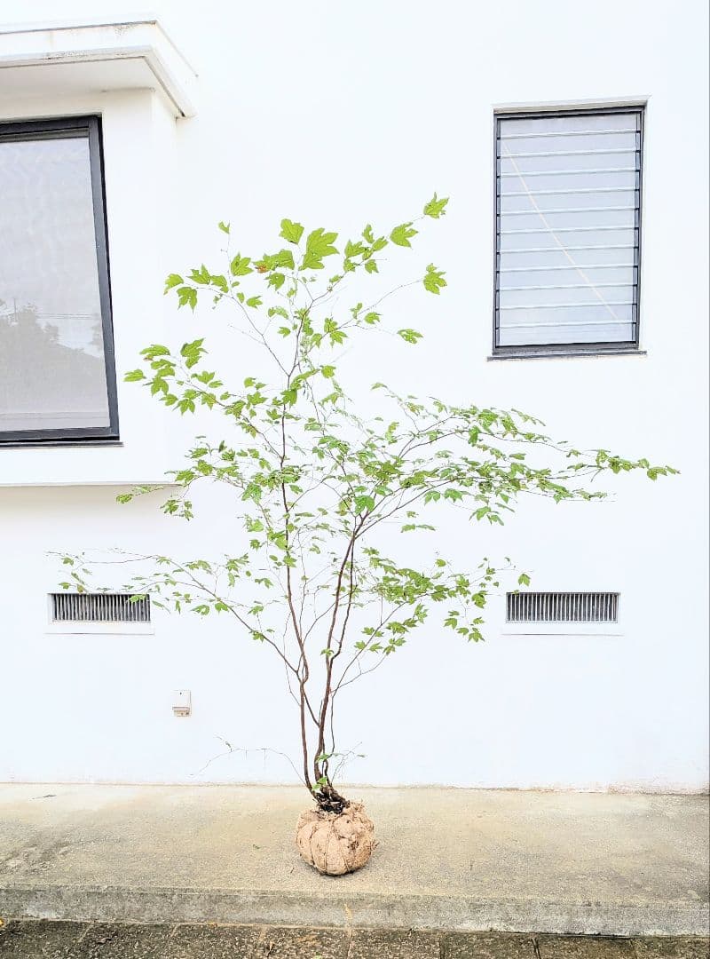 連休特価！特大の山採りシロモジ。