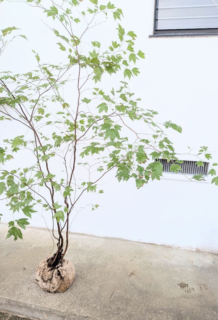 連休特価！特大の山採りシロモジ。