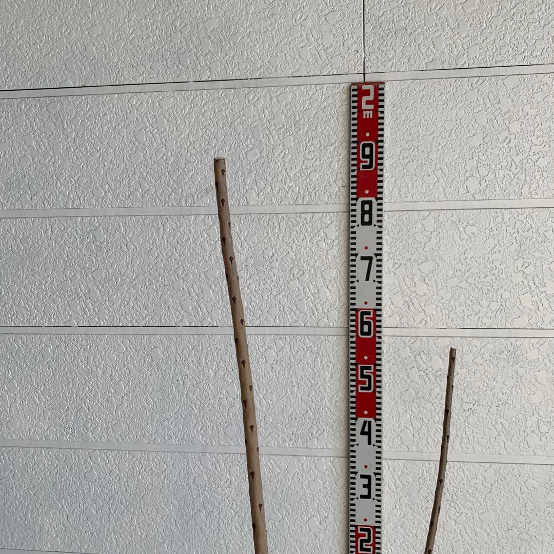 スモークツリー ロゼシュシュ　雌株　煙の木　苗木　花木　61