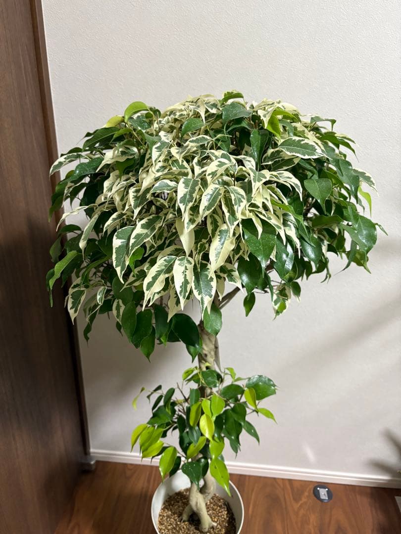 フィカス　ベンジャミナ　スターライトビューティークイーン　MIX