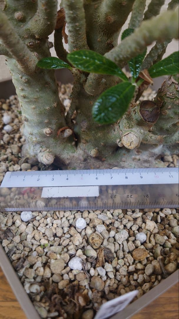 ドルステニアギガス