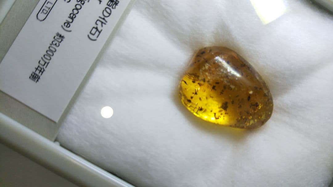 早い者勝ち 標本 虫入り琥珀 樹脂 古第三紀 斬新世 約3000年前 化石