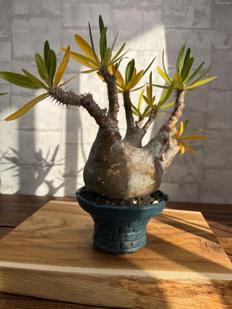 パキポディウム　グラキリス　現地球　発根済み