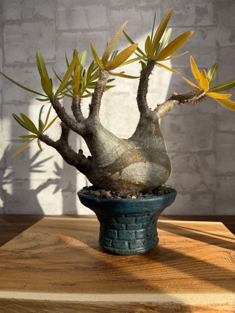 パキポディウム　グラキリス　現地球　発根済み